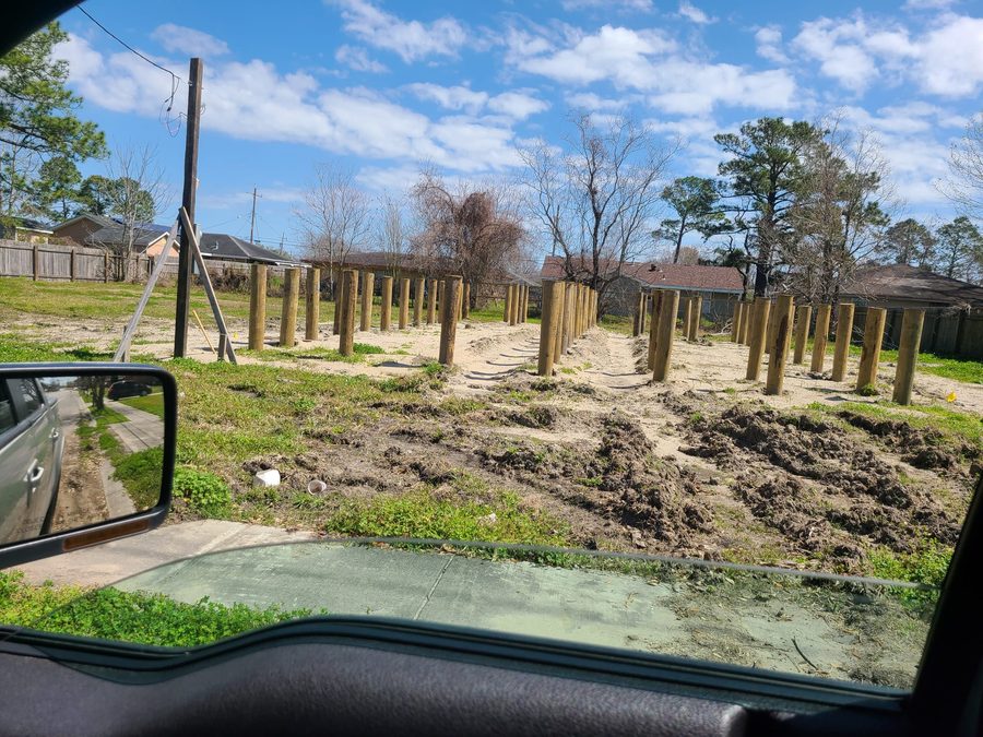 Rows of newly driven timber pilings on a cleared lot