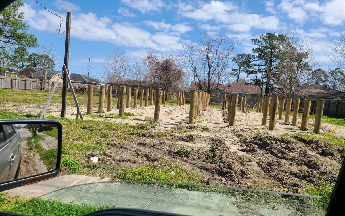 Rows of newly driven timber pilings on a cleared lot